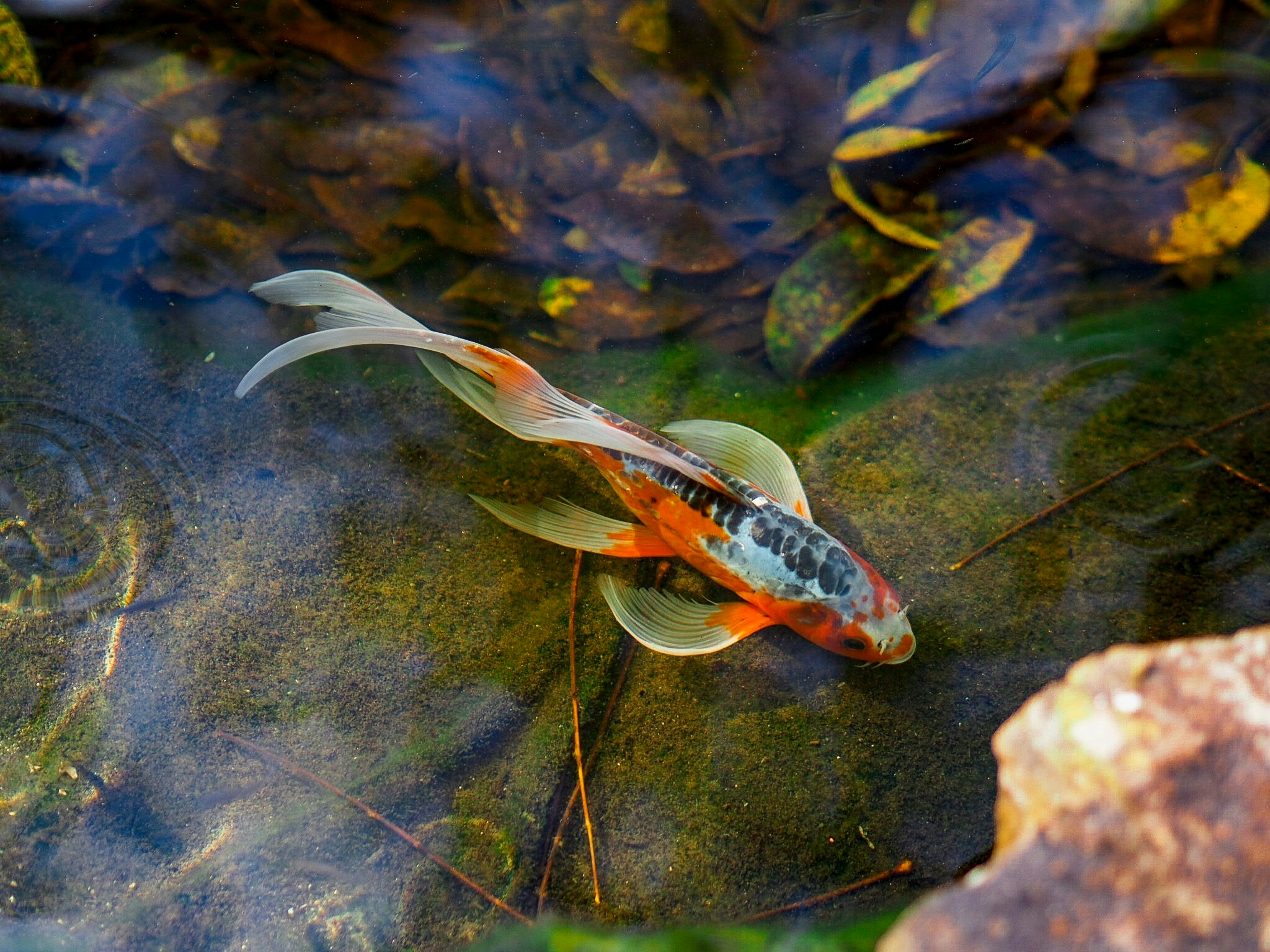 A koi fish